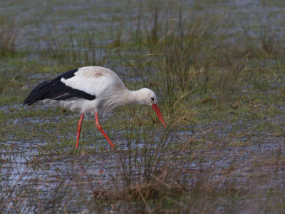 Ooievaar / White Stork / Ciconia ciconia 