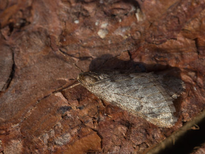 Voorjaarsboomspanner / March moth / Alsophila aescularia