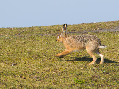 Haas / European hare / Lepus europaeus