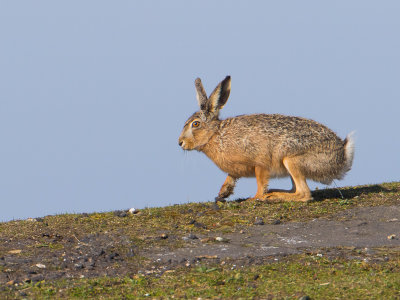 Haas / European hare / Lepus europaeus