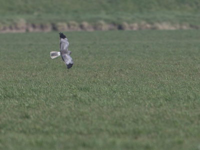 Blauwe kiekendief / Hen Harrier / Circus cyaneus