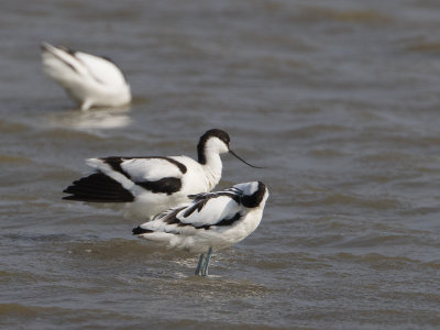 Kluut / Pied Avocet / Recurvirostra avosetta 