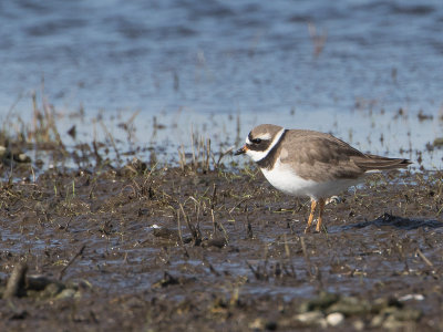 Bontbekplevier / Ringed Plover / Charadrius hiaticula 