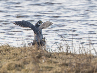 Slechtvalk / Peregrine Falcon / Falco peregrinus 