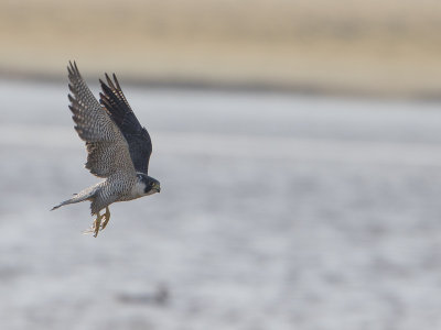 Slechtvalk / Peregrine Falcon / Falco peregrinus 