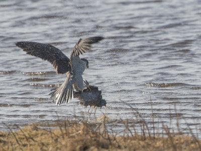 Slechtvalk / Peregrine Falcon / Falco peregrinus 