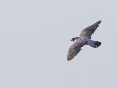Slechtvalk / Peregrine Falcon / Falco peregrinus 