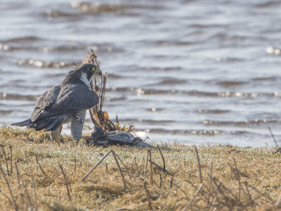 Slechtvalk / Peregrine Falcon / Falco peregrinus 