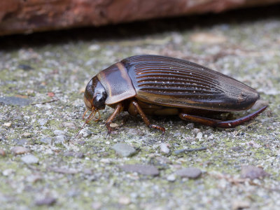 Geelgerande watertor / Great Diving Beetle /  Dytiscus marginalis