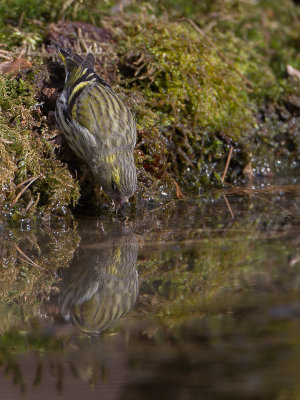 Sijs / Eurasian Siskin / Carduelis spinus 