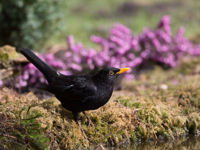 Merel / Common Blackbird / Turdus merula