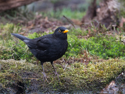 Merel / Common Blackbird / Turdus merula