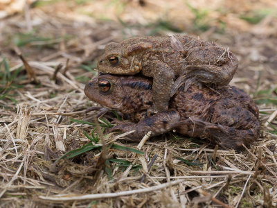 Common Toad / Gewone pad / Bufo bufo 