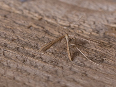 Windevedermot / Common Plume / Emmelina monodactyla