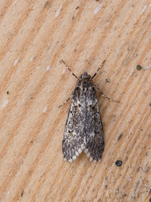 Voorjaarskortvleugelmot / March Dagger Moth / Diurnea fagella