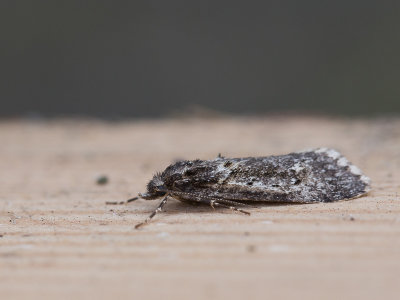 Voorjaarskortvleugelmot / March Dagger Moth / Diurnea fagella