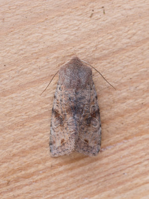 Variabele voorjaarsuil / Clouded Drab / Orthosia incerta