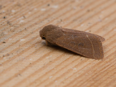 Tweestreepvoorjaarsuil / Common Quaker / Orthosia cerasi 