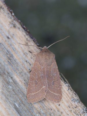 Tweestreepvoorjaarsuil / Common Quaker / Orthosia cerasi 