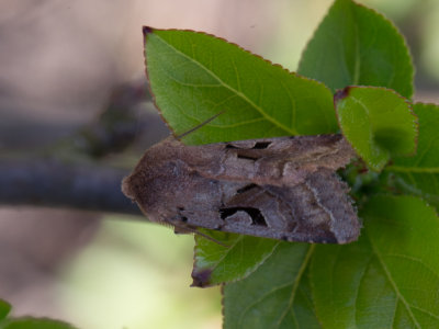 Nunvlinder / Hebrew character / Orthosia gothica