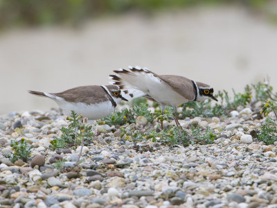 Kleine Plevier / Little Ringed Plover / Charadrius dubius 