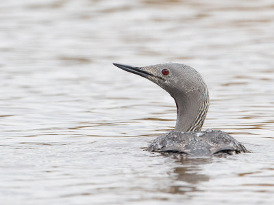 Roodkeelduiker / Red-throated Loon / Gavia stellata 