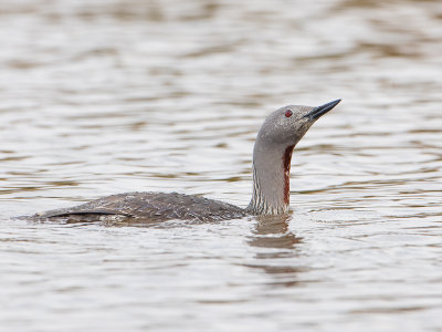 Roodkeelduiker / Red-throated Loon / Gavia stellata 