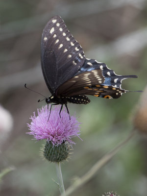 Black swallowtail / Papilio polyxenes 
