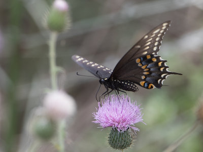 Black swallowtail / Papilio polyxenes 