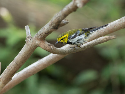Black-throated Green Warbler / Gele Zwartkeelzanger / Setophaga virens