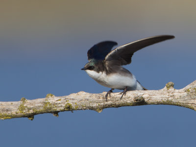 Tree Swallow / Boomzwaluw / Tachycineta bicolor 