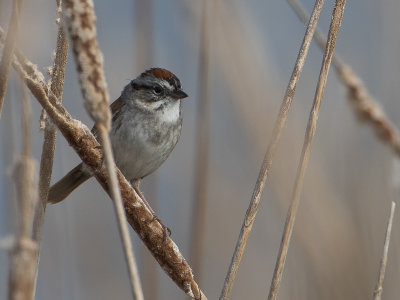 Swamp Sparrow / Moerasgors / Melospiza georgiana
