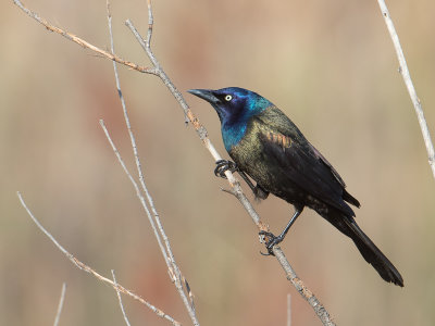 Common Grackle / Glanstroepiaal / Quiscalus quiscula 