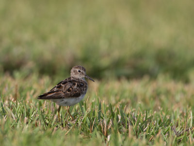 Least Sandpiper / Kleinste strandloper / Calidris minutilla 