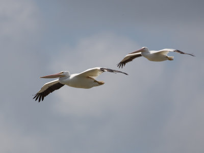 American White Pelican / Amerikaanse witte pelikaan / Pelecanus erythrorhynchos 