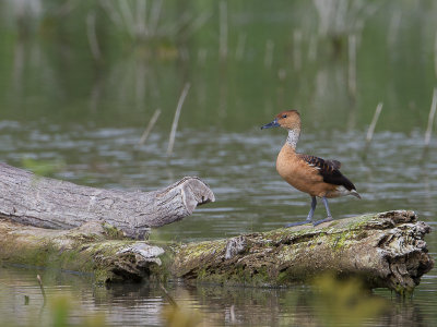 Fulvous Whistling Duck / Rosse Fluiteend / Dendrocygna bicolor