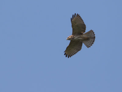 Broad-winged Hawk / Breedvleugelbuizerd / Buteo platypterus 
