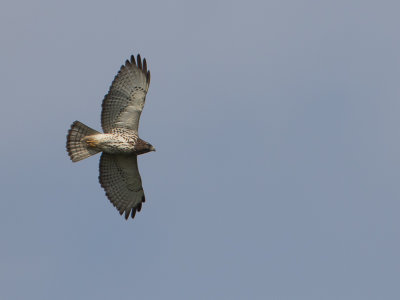 Broad-winged Hawk / Breedvleugelbuizerd / Buteo platypterus 