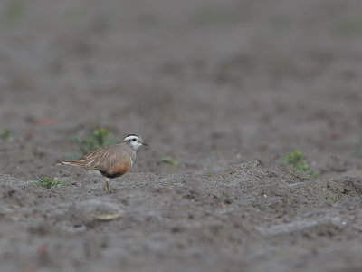 Morinelplevier / Eurasian Dotterel / Charadrius morinellus