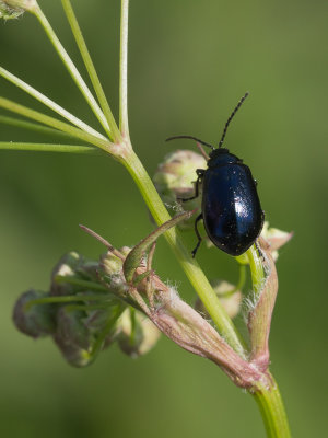 Elzenhaantje / Alder Leaf Beetle / Agelastica alni
