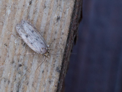 Bruine Huismot / Brown House Moth / Hofmannophila pseudospretella