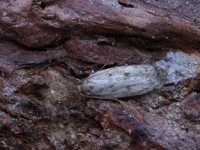 Bruine Huismot / Brown House Moth / Hofmannophila pseudospretella