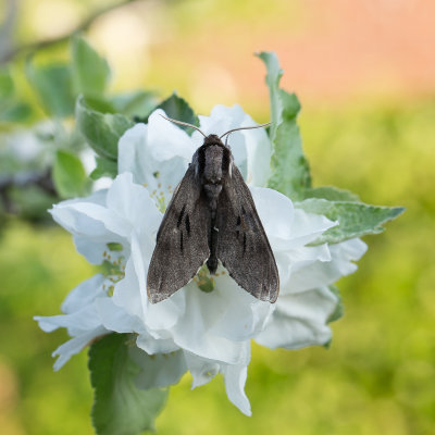 Dennenpijlstaart / Pine Hawk-moth / Sphinx pinastri
