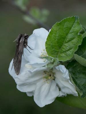 Dennenpijlstaart / Pine Hawk-moth / Sphinx pinastri