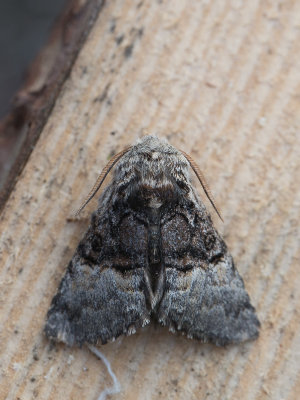 Hazelaaruil / Nut-tree Tussock / Colocasia coryli