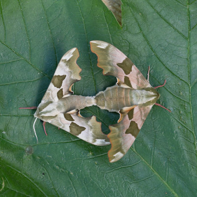 Lindepijlstaart / Lime Hawk-moth / Mimas tiliae