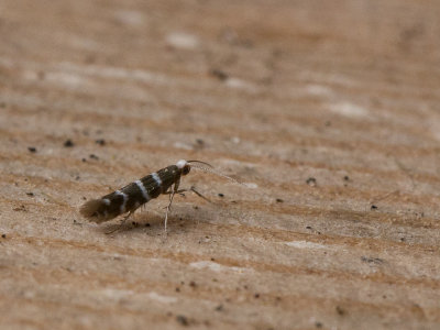 Cipresmineermot / Juniper Ermine Moth / Argyresthia trifasciata