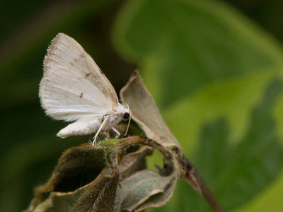 Tweevlekspanner / White-pinion Spotted  / Lomographa bimaculata