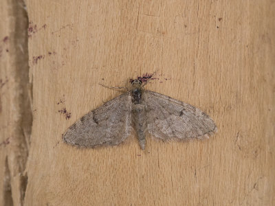 Dennendwergspanner / Ochreous Pug / Eupithecia indigata
