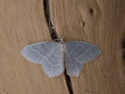 Melkwitte zomervlinder / Little Emerald / Jodis lactearia